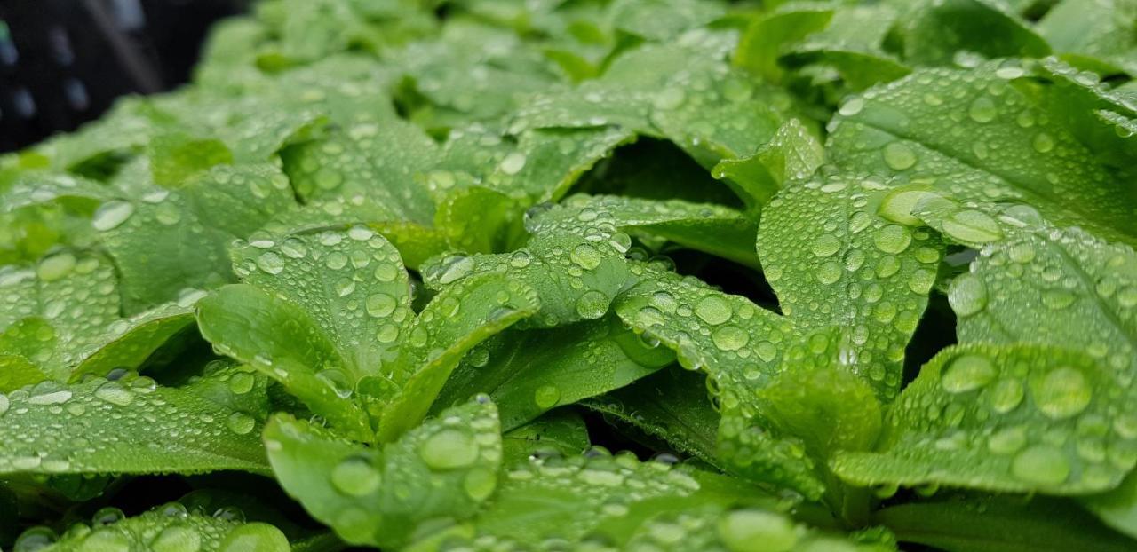Coeur Vert Oekologisch Mit Viel Ambiente Fuer Seelen-Wellness ロンシャン エクステリア 写真